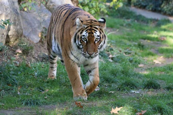 Présentation de Tonga Terre d’accueil : refuge pour animaux sauvages saisis ou abandonnés