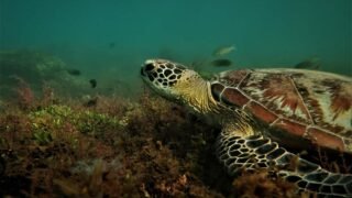 La ponte des tortues sur la plage de Moyà à Mayotte