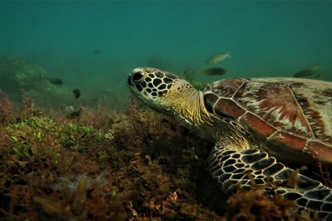 La ponte des tortues sur la plage de Moyà à Mayotte