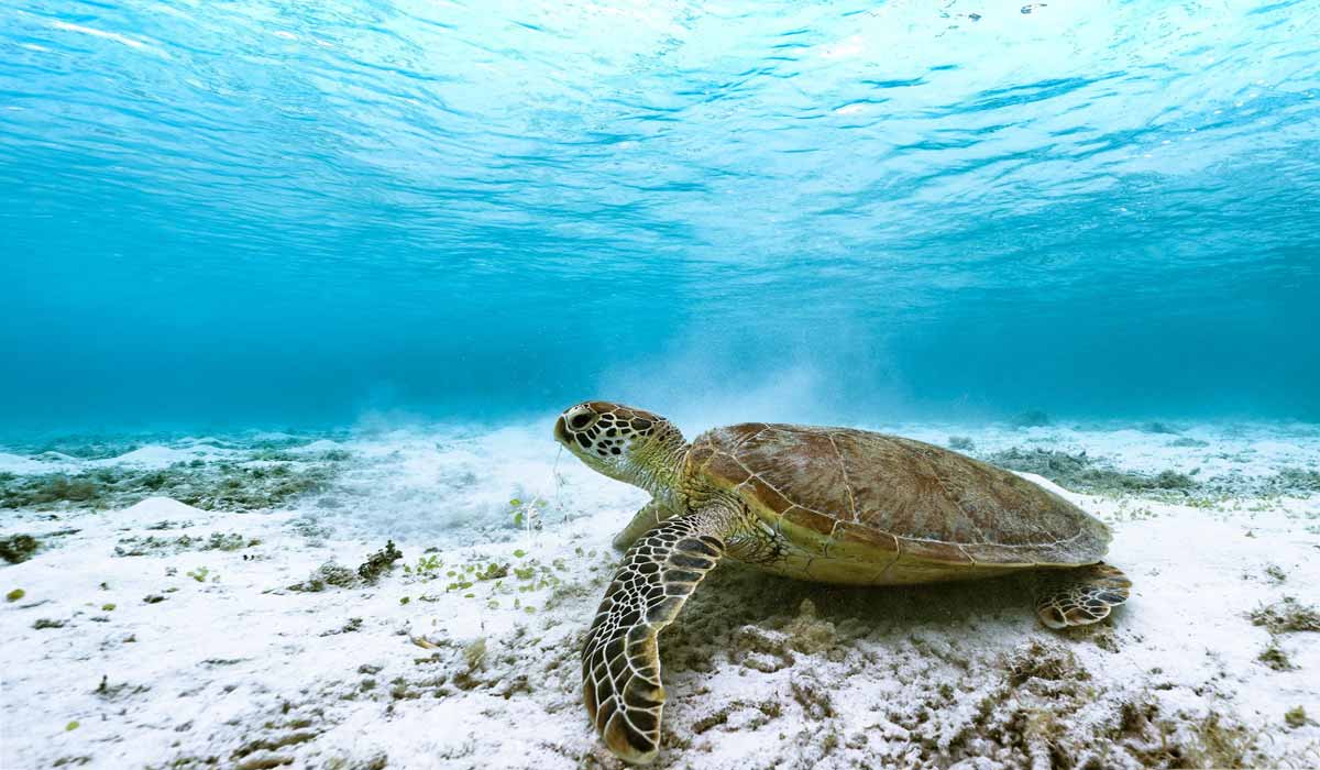 23 mai – Journée mondiale de la Tortue 23 mai – Journée mondiale de la Tortue