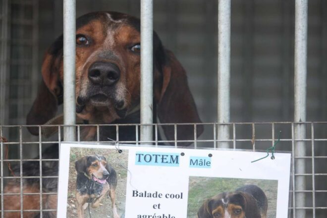 L’association Capucine et son refuge pour chien en Haute Garonne