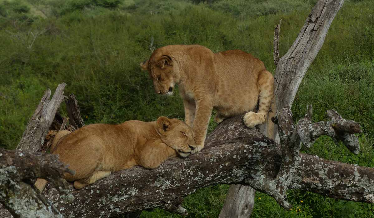 Voyage sauvage : le pionnier de l’éco tourisme animalier