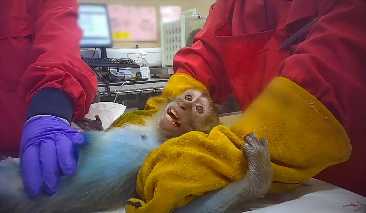 Contre l’expérimentation animale, One Voice mobilise partout en France avec un focus sur Rousset 