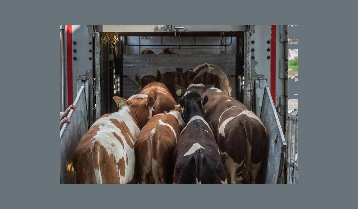 Transport d’animaux vivants : les citoyens européens réclament une réforme en profondeur selon une nouvelle enquête Transport d’animaux vivants : les citoyens européens réclament une réforme en profondeur selon une nouvelle enquête