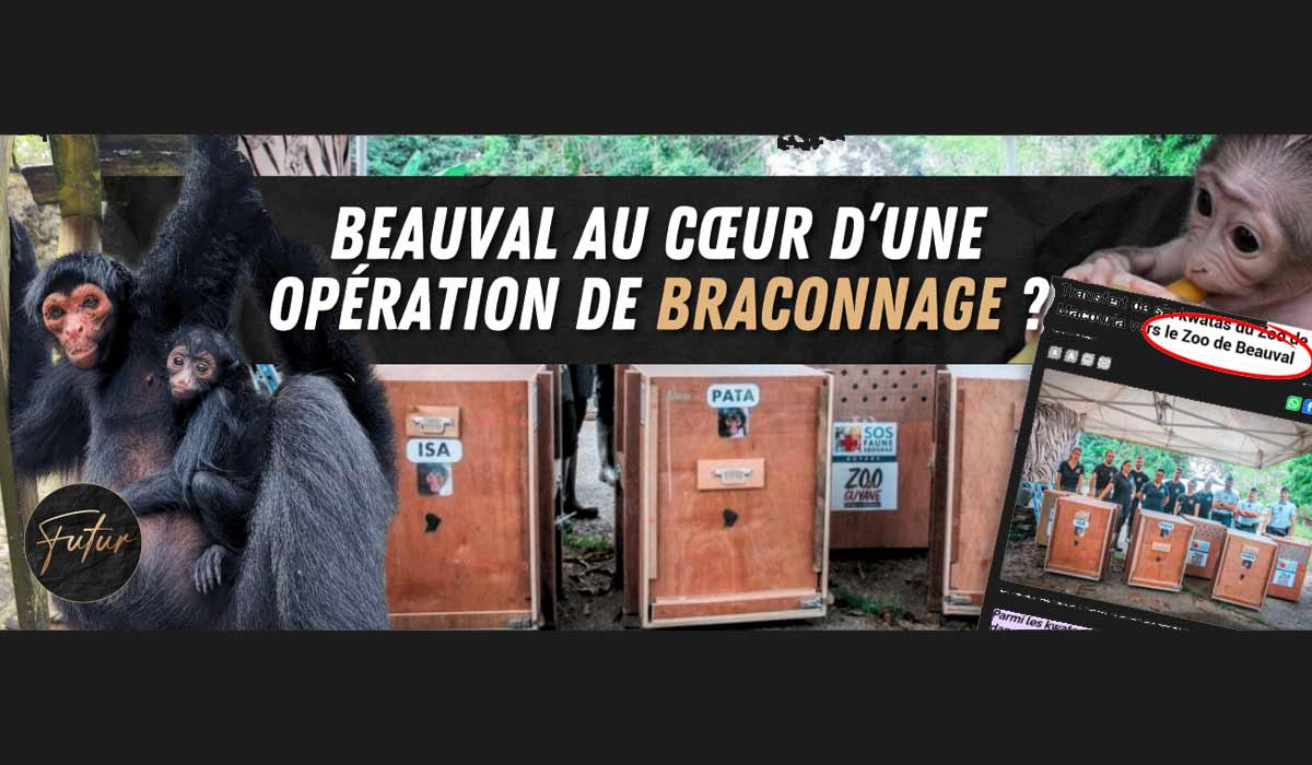 Le zoo de Beauval au cœur d’une opération de braconnage ?