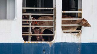 Pour une viande qui paie le prix de la souffrance animale