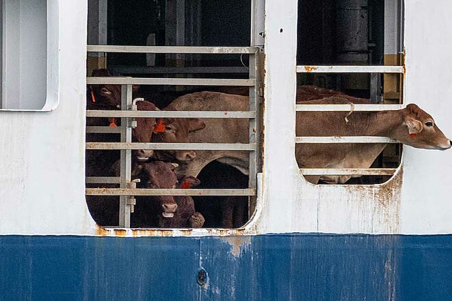 Pour une viande qui paie le prix de la souffrance animale