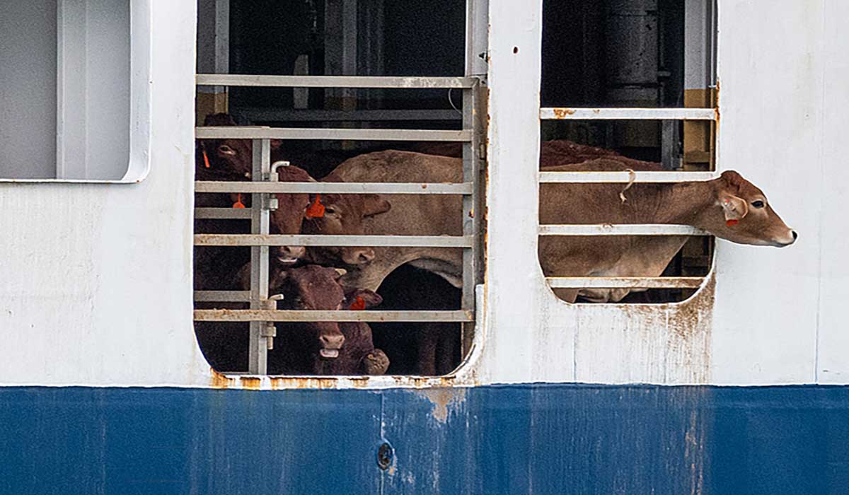 Pour une viande qui paie le prix de la souffrance animale