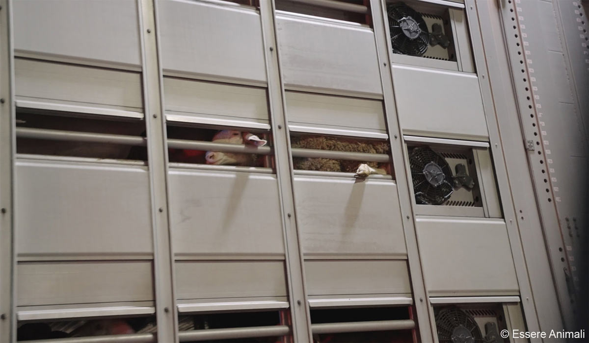 Transports d’agneaux de Pâques vers l’Italie : animaux blessés, absence d’eau et surpopulation dans des camions en provenance de France et d’Espagne Transports d’agneaux de Pâques vers l’Italie : animaux blessés, absence d’eau et surpopulation dans des camions en provenance de France et d’Espagne