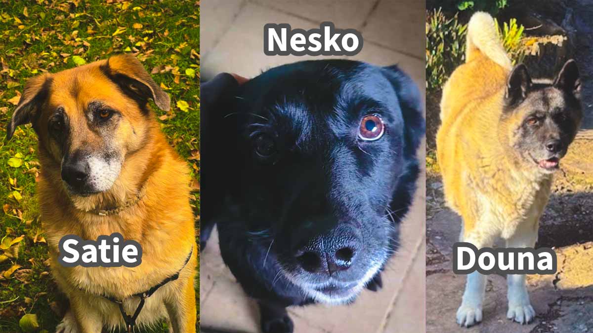 A la recherche de trois familles pour la vie…