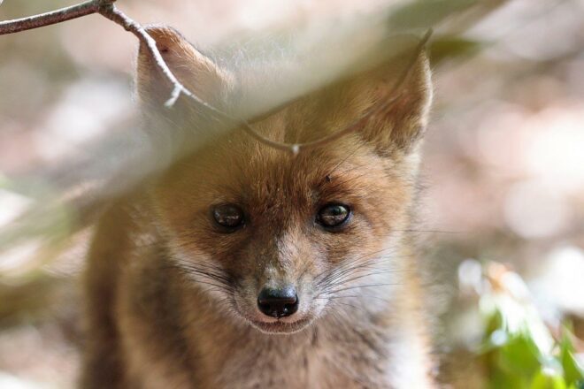 « Minute Hérisson ! » : un podcast pour cohabiter avec la faune