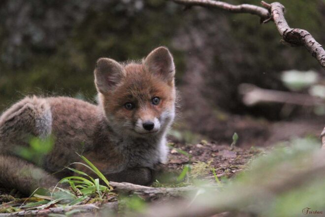 Dans le regard d’un jeune photographe animalier 