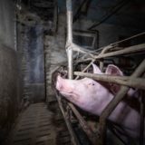 Yael Angel la vie d'une truie