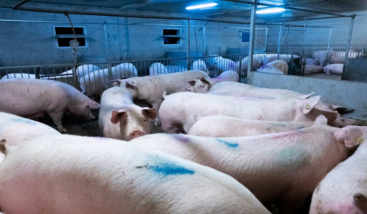 Élevage de cochons des Tremblats : procès le 5/10 à Auxerre