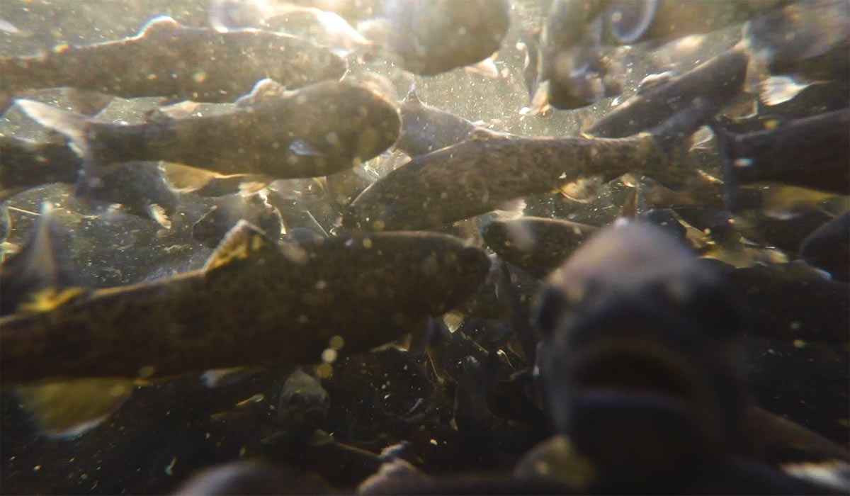 L214 et l’AJAS se mobilisent à Chambéry le 27 septembre contre la pisciculture de Chamousset