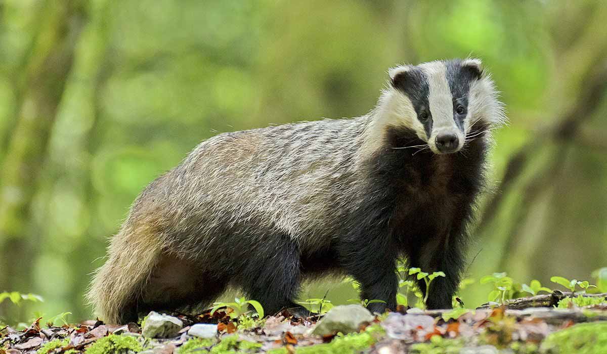 Tuberculose bovine : la science conteste l’abattage des blaireaux Tuberculose bovine : la science conteste l’abattage des blaireaux