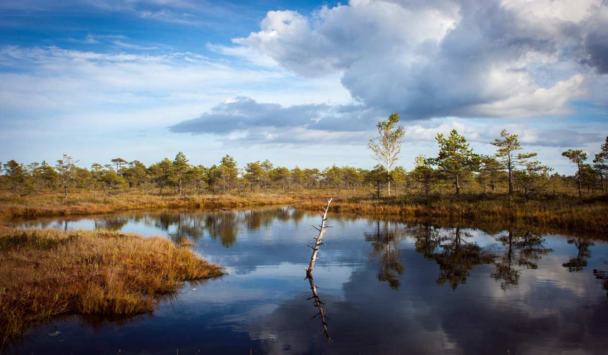 Comprendre le concept une seule santé. Prendre soin des vivants et des milieux pour passer à l’action