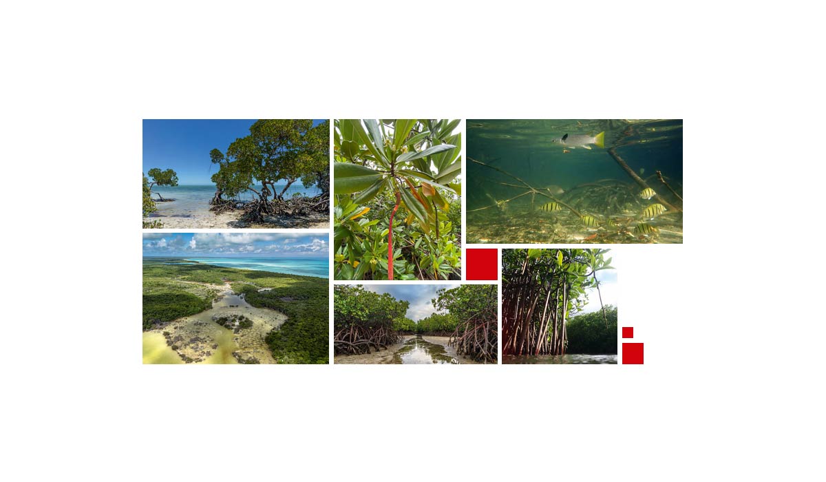 Les mangroves de Nouvelle-Calédonie et de Wallis menacées, selon la liste rouge des écosystèmes en France Les mangroves de Nouvelle-Calédonie et de Wallis menacées, selon la liste rouge des écosystèmes en France