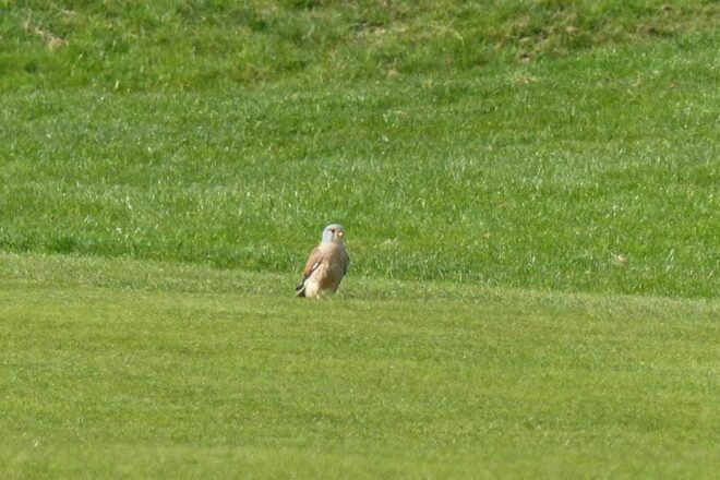 Le patrimoine naturel insoupçonné des parcours de golf