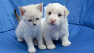 Lectrices et lecteurs amoureux des animaux !