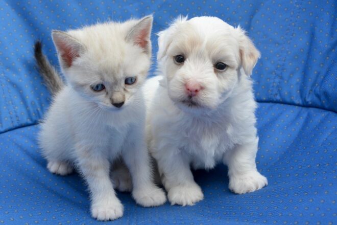 Lectrices et lecteurs amoureux des animaux !