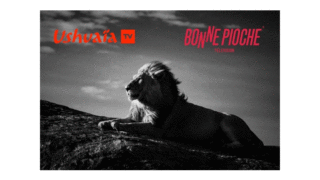 FÉLINS NOIR SUR BLANC Documentaire entre ombre et lumière sur Ushuaïa TV le 11 mai à 20h45