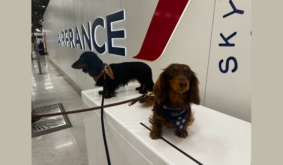 Pet Travel Service : l’histoire d’un service né d’un voyage, d’un chien… et d’une évidence