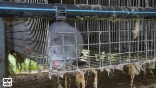 One Voice mobilisée partout en France pour faire cesser la vente de fourrure en Europe !