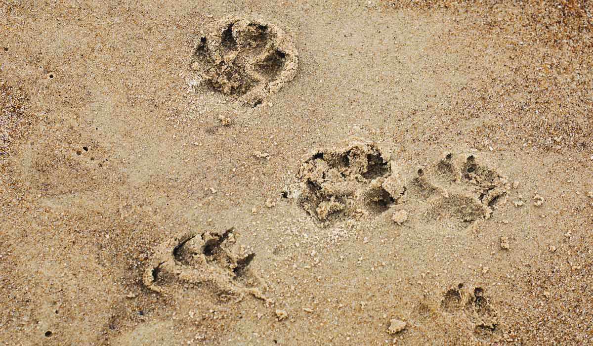 Les Français ne veulent plus partir sans leur chien : Rover dévoile les destinations les plus “dog-friendly” de France