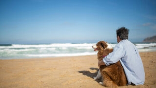 En route pour des vacances pet friendly !