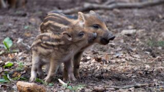 La vaccination, solution au problème de surpopulation des sangliers ?
