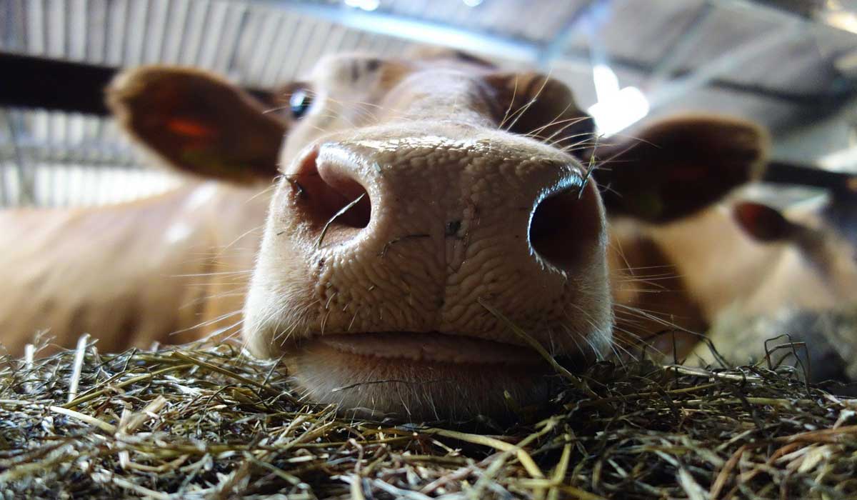 Listériose mortelle : un drame sanitaire et animalier lié aux conditions d’élevage intensif
