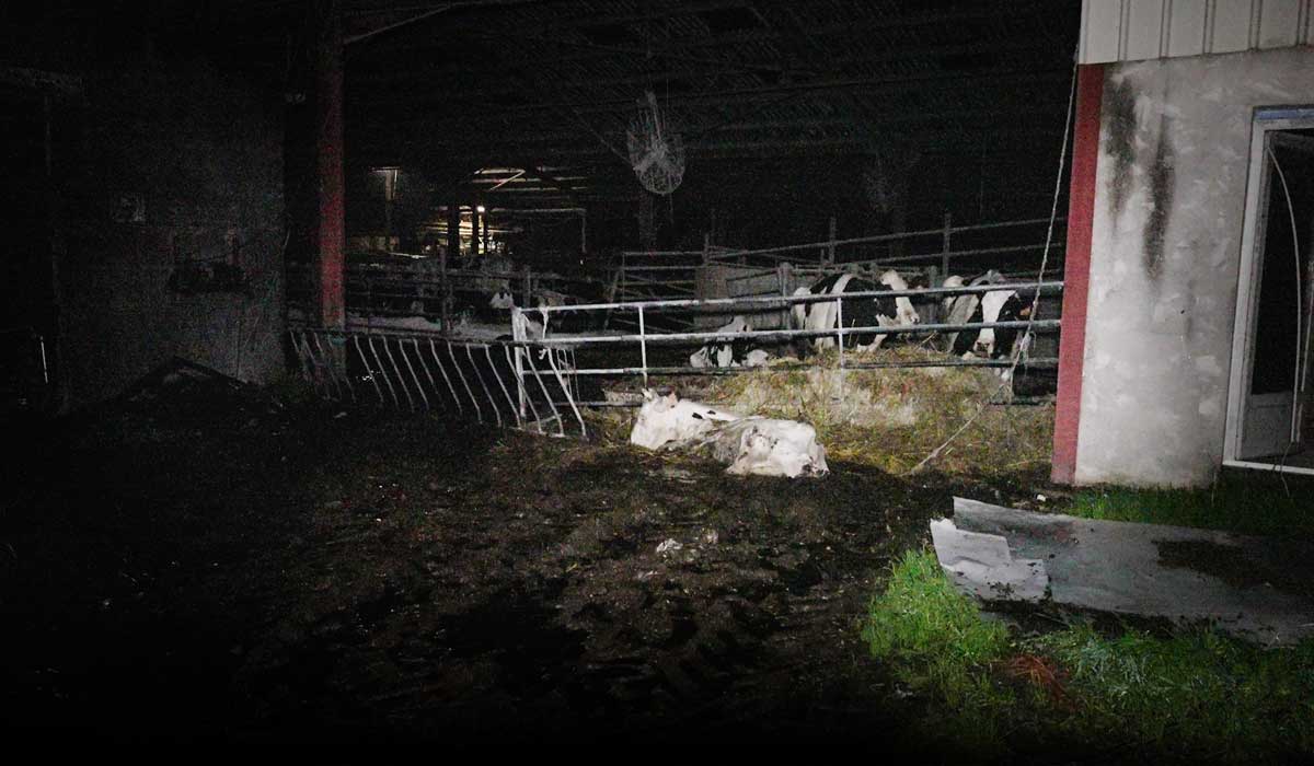 Gironde : urgence dans l’un des plus gros élevages laitiers