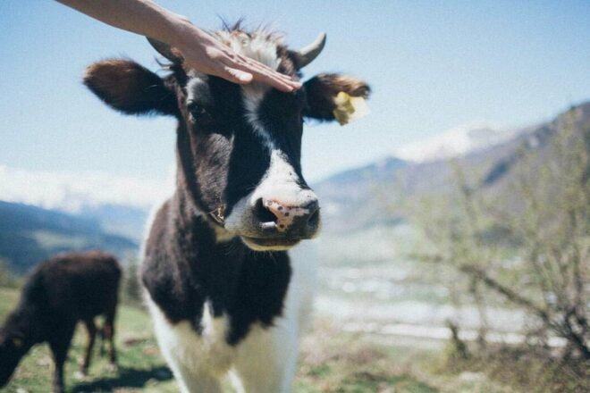 L’intelligence et la sensibilité des vaches
