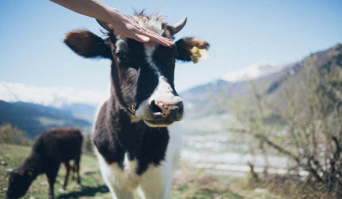 L’intelligence et la sensibilité des vaches