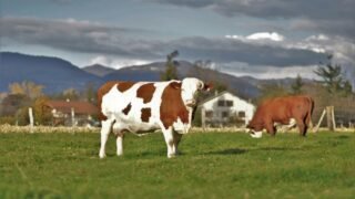 Secours des Animaux de Ferme : le parrainage désormais possible grâce à l’OABA