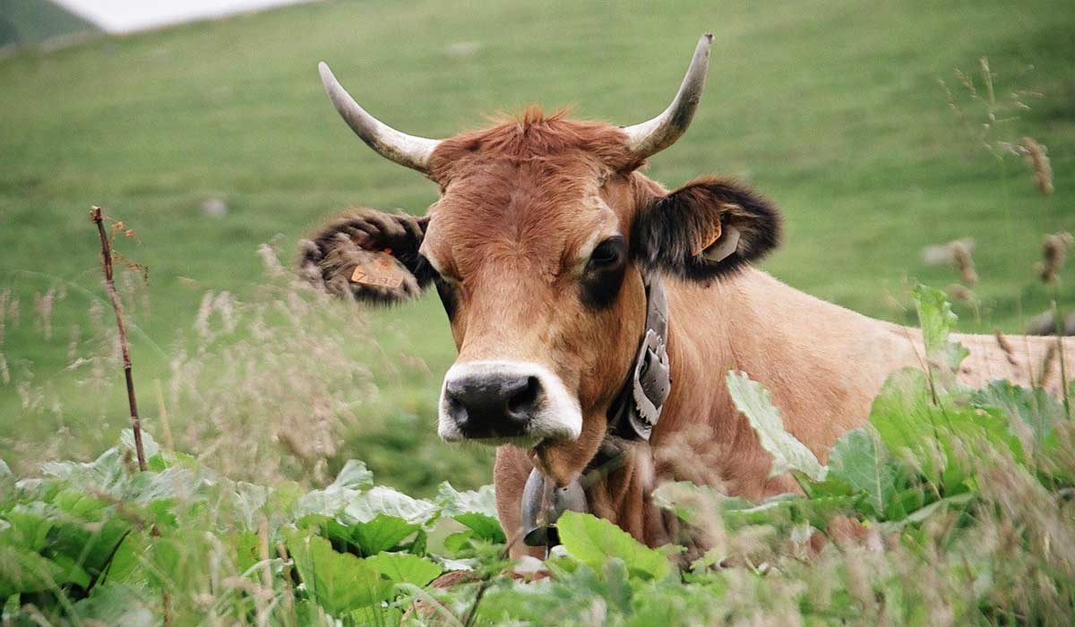 Vaches abattues en Haute-Savoie : aucun modèle d’élevage ne protège les animaux