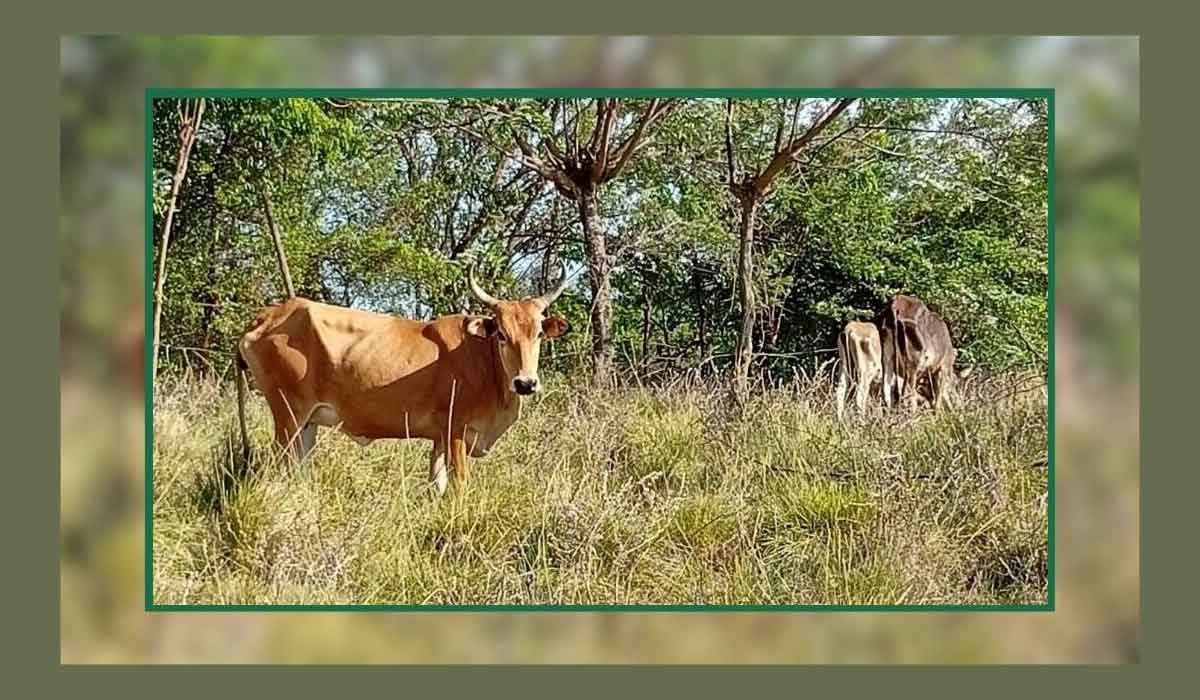 Guadeloupe : l’OABA signe une convention de lutte contre la maltraitance des animaux d’élevage Guadeloupe : l’OABA signe une convention de lutte contre la maltraitance des animaux d’élevage