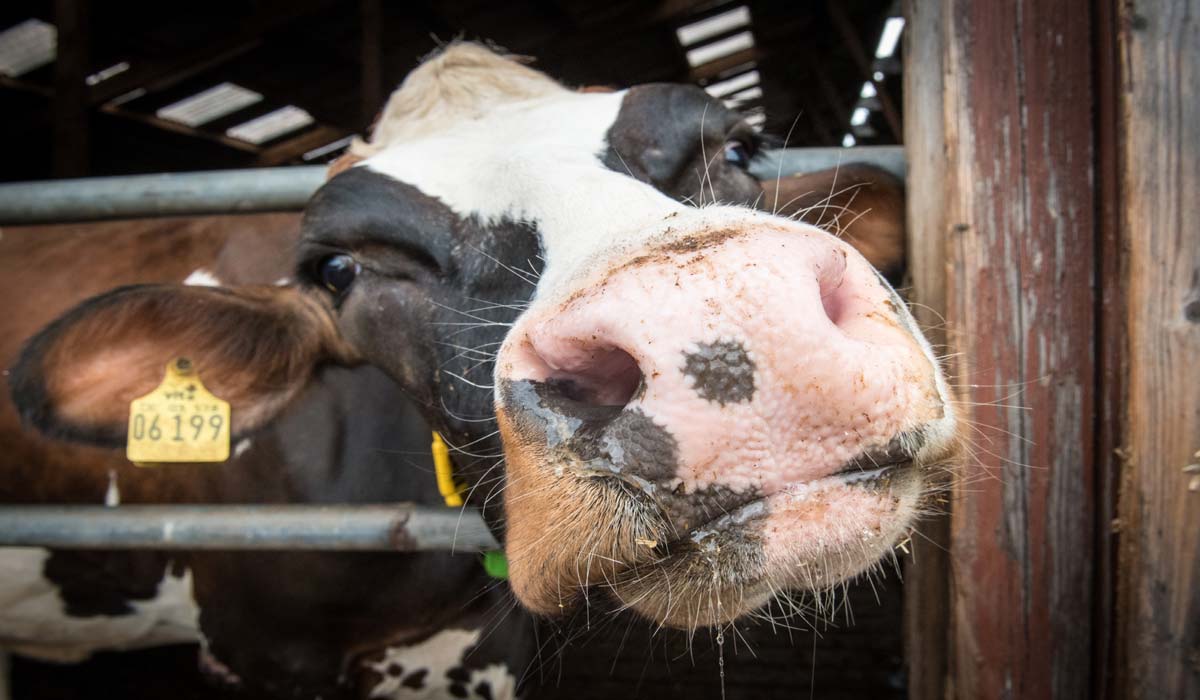 Loi d’urgence agricole : l’urgence n’est pas de réautoriser des pesticides, mais de préparer l’agriculture de demain Loi d’urgence agricole : l’urgence n’est pas de réautoriser des pesticides, mais de préparer l’agriculture de demain