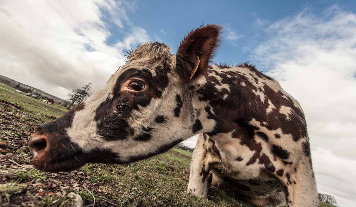 Dermatose nodulaire contagieuse : « Où sont les animalistes ? Que fait L214 ? »