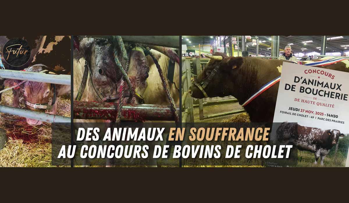 Des vaches en sang et en souffrance au foirail de Cholet : l’association FUTUR dénonce l’exploitation dans les concours de bovins