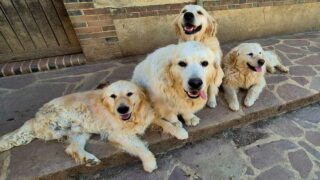 L’abandon, l’inconscience inhumaine