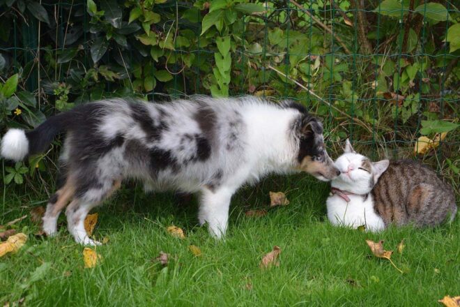 Pourquoi tu t’embêtes à être dans la protection animale ?