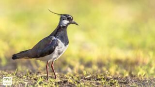 Chasses traditionnelles : les arrêtés du ministère de l’Ecologie annulés par le Conseil d’Etat pour la 4ème année consécutive