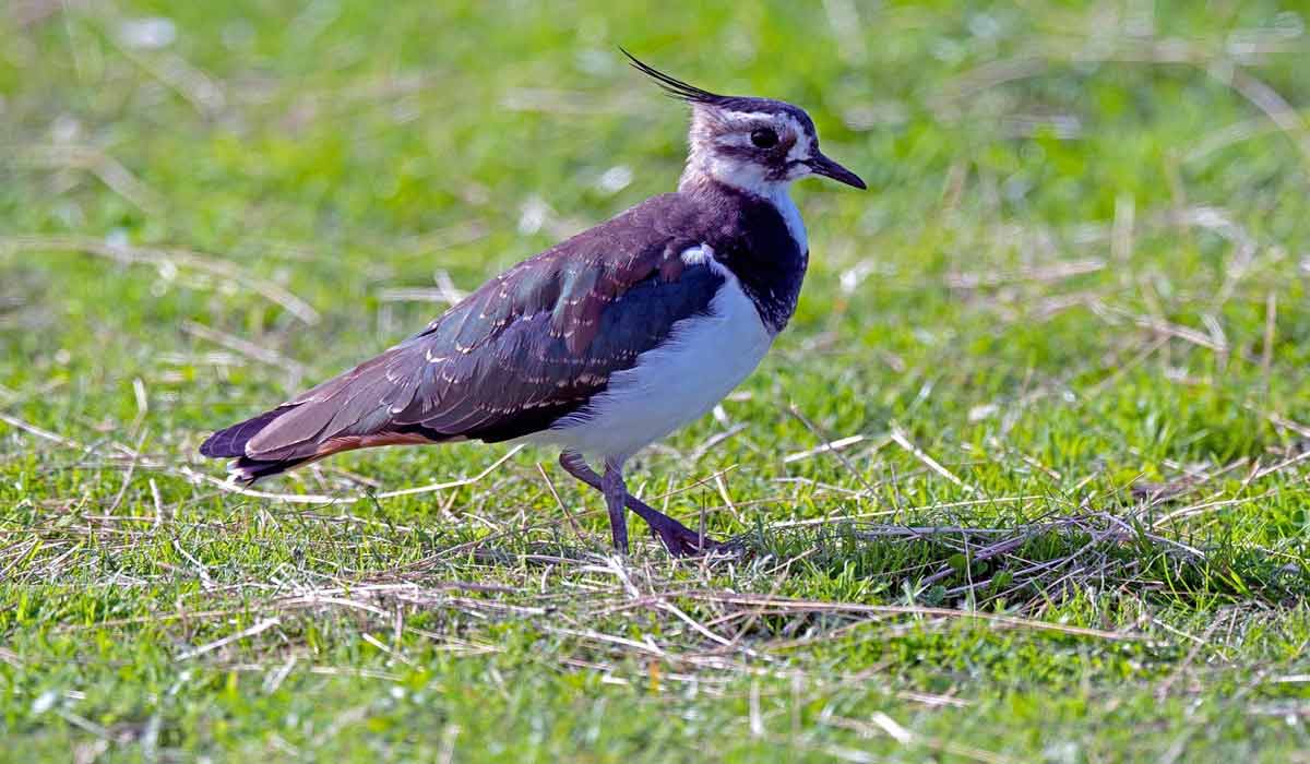 Retour des chasses traditionnelles des oiseaux : audience au fond à Châlons-en-Champagne contre l’acharnement de l’État