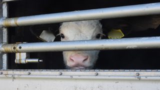 Bientôt la fin de l’exportation des veaux irlandais ?