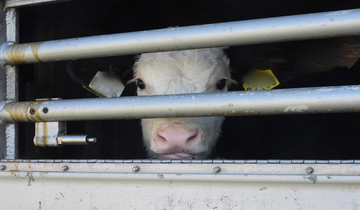 Bientôt la fin de l’exportation des veaux irlandais ?
