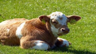 Une victoire majeure pour les animaux : Brittany ferries met fin au transport d’animaux vivants
