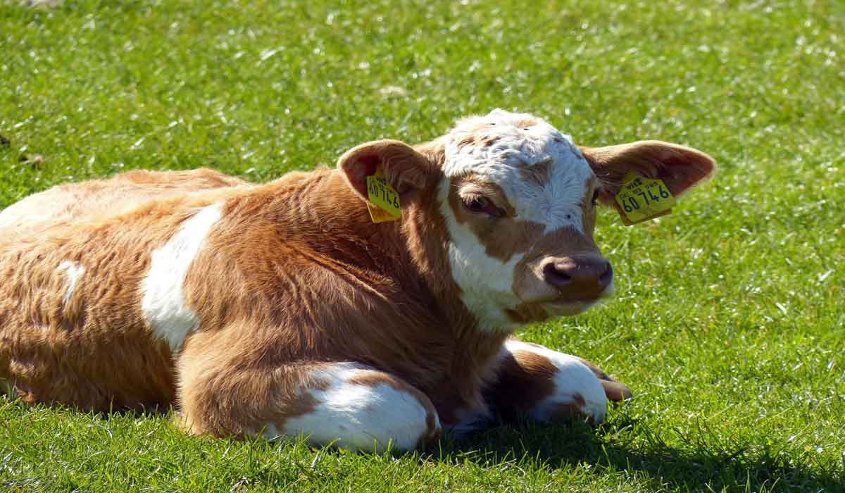 Une victoire majeure pour les animaux : Brittany ferries met fin au transport d’animaux vivants Une victoire majeure pour les animaux : Brittany ferries met fin au transport d’animaux vivants