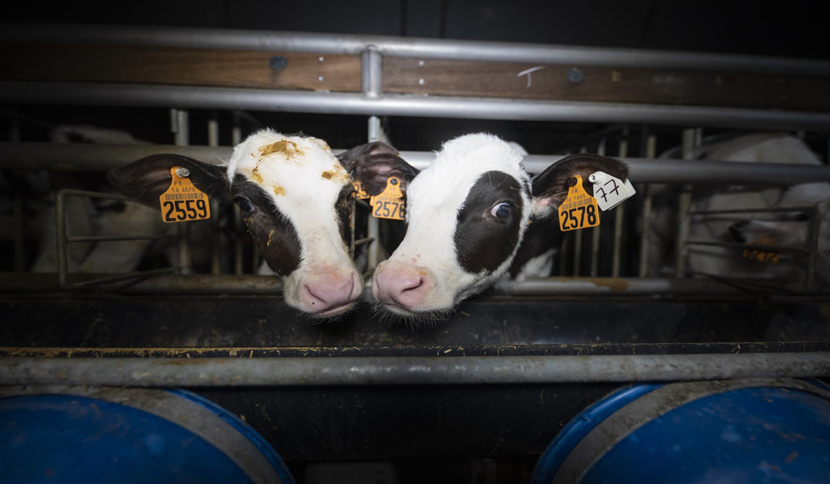  Souveraineté alimentaire : la réduction de la viande, l’angle mort des débats